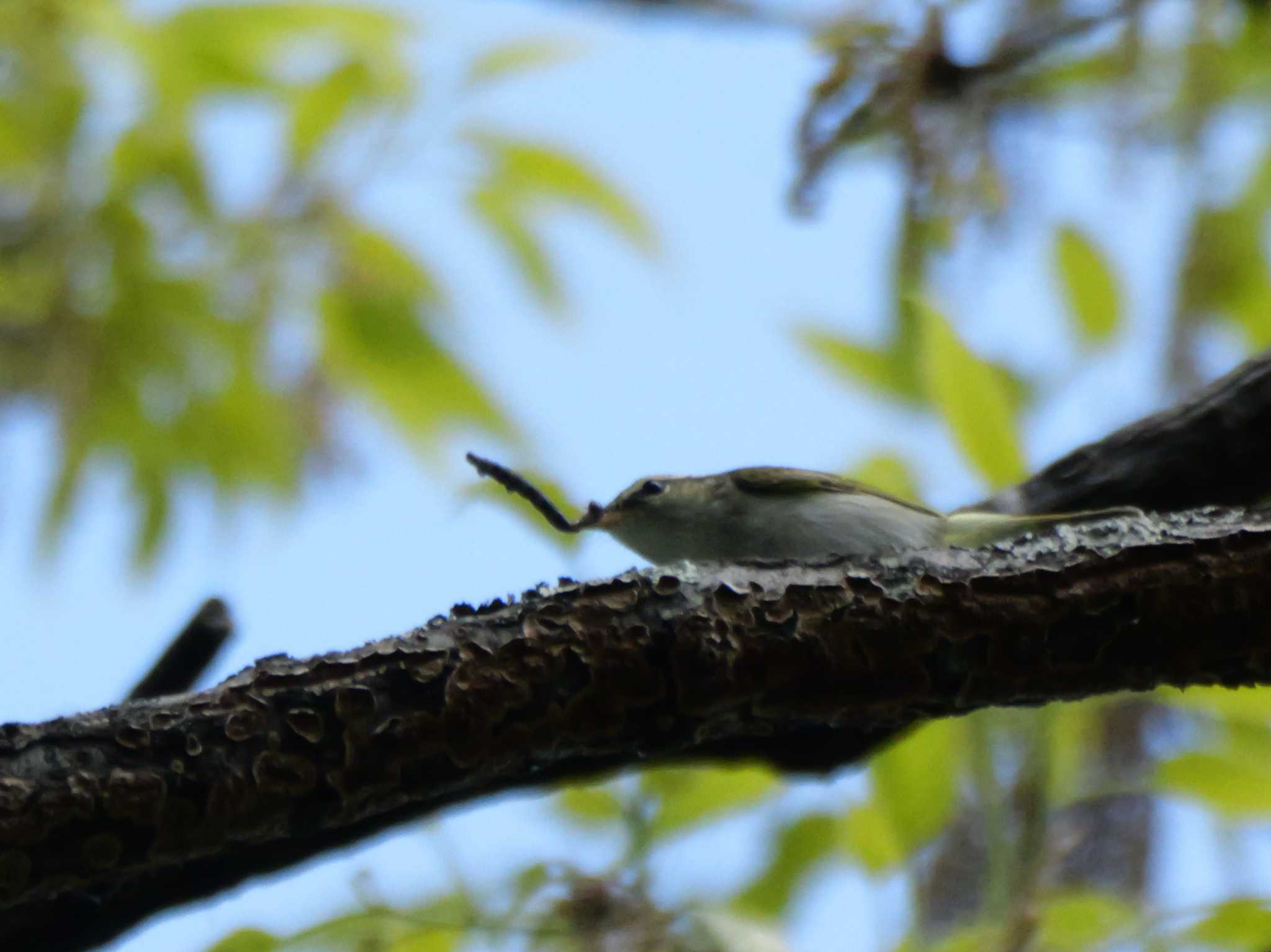 センダイムシクイ3態。　高い高い木の上・・ by little birds