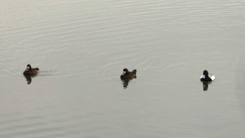 スズガモ 東京港野鳥公園 2024年4月27日(土)