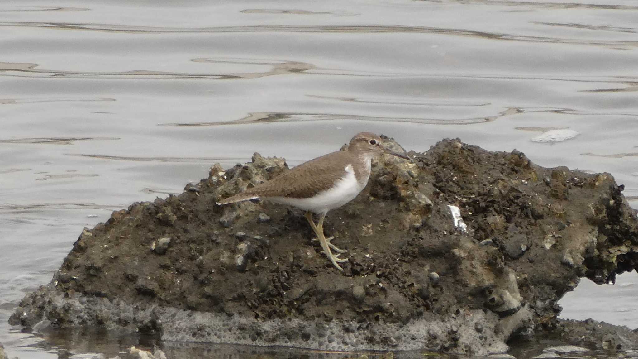 Photo of Common Sandpiper at Tokyo Port Wild Bird Park by こんぶ