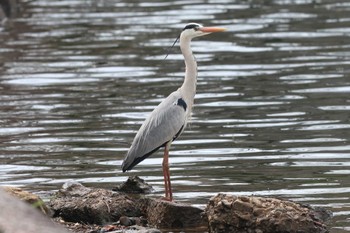 Grey Heron Osaka castle park Sun, 3/31/2024