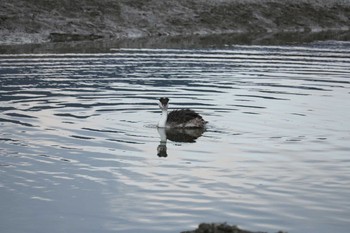 Great Crested Grebe 曽根干潟(曾根干潟) Tue, 1/1/2019