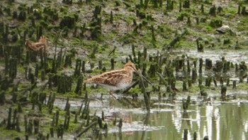 Common Snipe Tokyo Port Wild Bird Park Sat, 4/27/2024