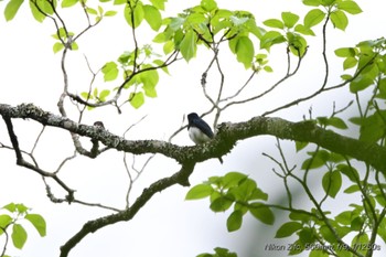 オオルリ 丸火自然公園 2024年4月30日(火)