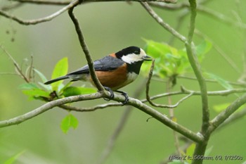 Varied Tit 丸火自然公園 Tue, 4/30/2024