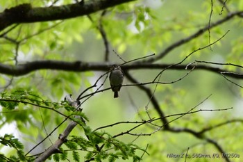 コサメビタキ 原生の森(函南) 2024年4月30日(火)