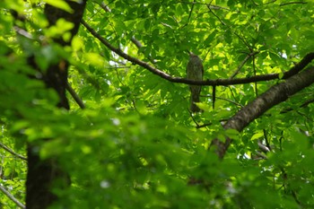 ヒヨドリ ぐんま昆虫の森(群馬県桐生市) 2024年4月29日(月)