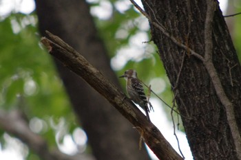 Japanese Pygmy Woodpecker ぐんま昆虫の森(群馬県桐生市) Mon, 4/29/2024