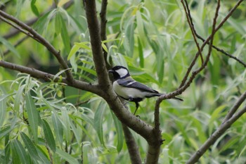 シジュウカラ ぐんま昆虫の森(群馬県桐生市) 2024年4月29日(月)