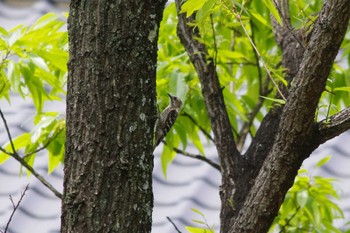 Japanese Pygmy Woodpecker ぐんま昆虫の森(群馬県桐生市) Mon, 4/29/2024