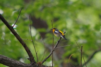 Narcissus Flycatcher ぐんま昆虫の森(群馬県桐生市) Mon, 4/29/2024