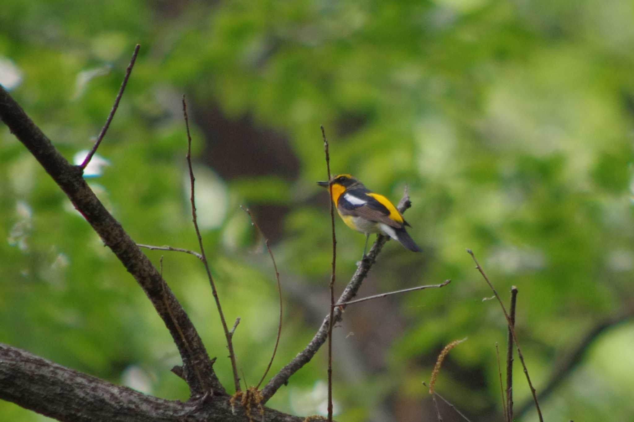 Photo of Narcissus Flycatcher at ぐんま昆虫の森(群馬県桐生市) by アカウント15604