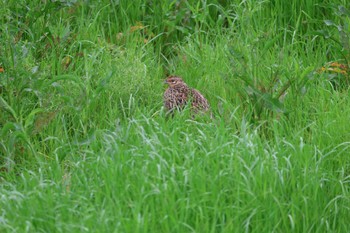 Green Pheasant Machida Yakushiike Park Tue, 4/23/2024