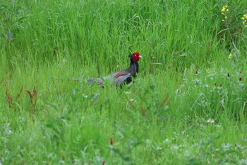 Green Pheasant Machida Yakushiike Park Tue, 4/23/2024