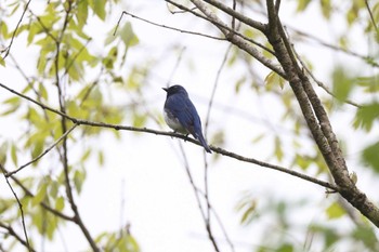 Blue-and-white Flycatcher Hayatogawa Forest Road Sun, 4/21/2024