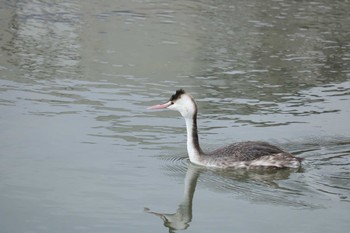 Great Crested Grebe 曽根干潟(曾根干潟) Tue, 1/1/2019