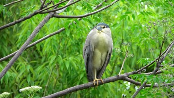 Black-crowned Night Heron ギャザリアビオガーデン　フジクラ木場千年の森 Tue, 4/30/2024