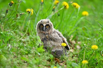 Long-eared Owl 関東地方 Tue, 4/30/2024