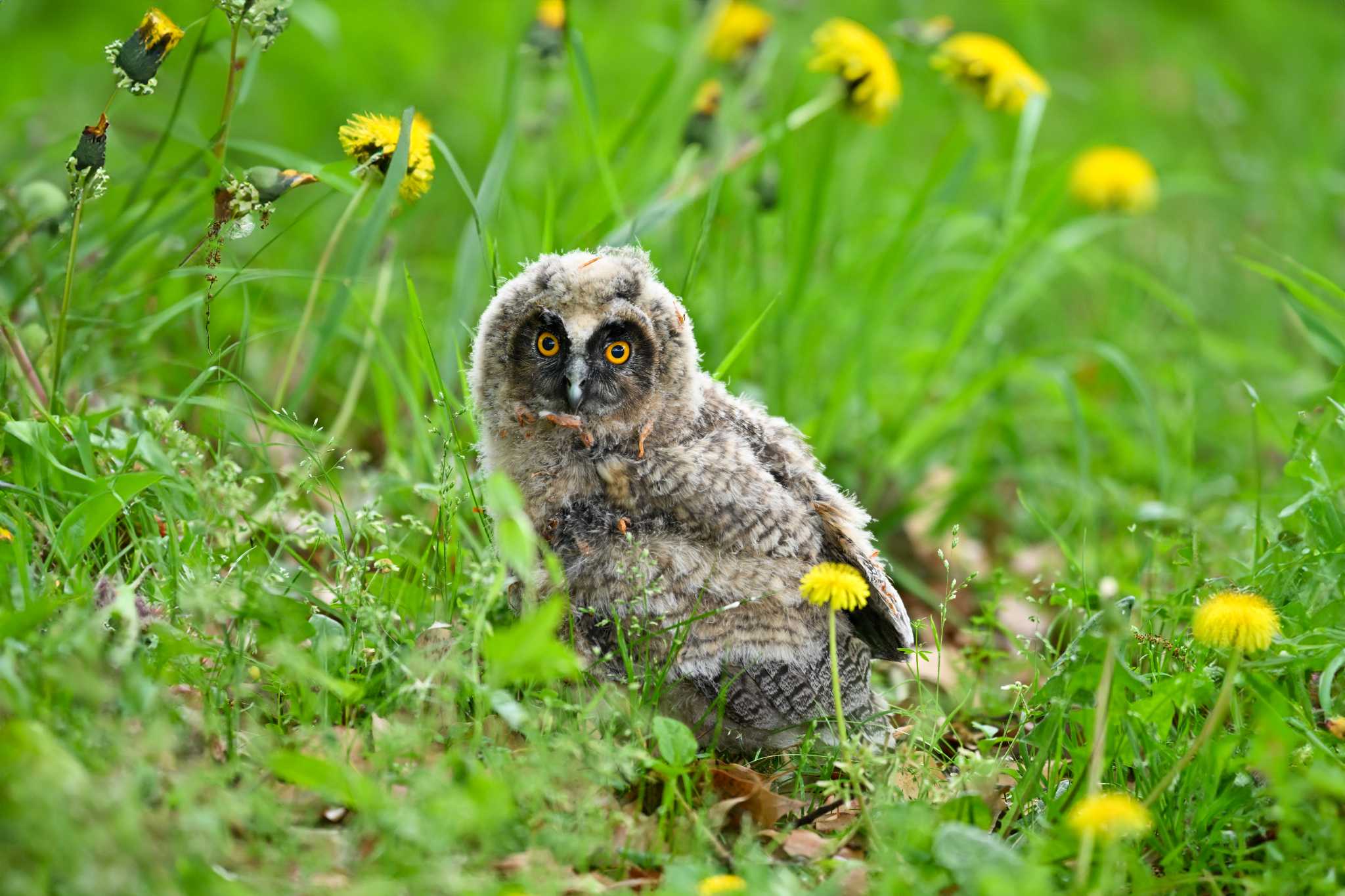 Photo of Long-eared Owl at 関東地方 by Yokai