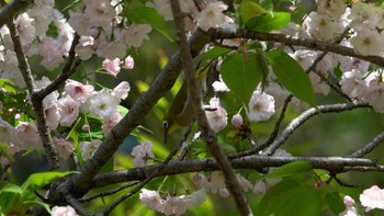 Warbling White-eye Kasai Rinkai Park Sat, 4/13/2024