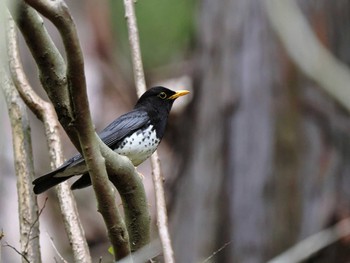 Japanese Thrush 日向林道 Mon, 4/29/2024