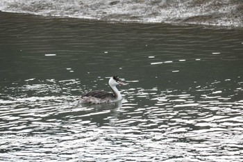 Great Crested Grebe 曽根干潟(曾根干潟) Tue, 1/1/2019