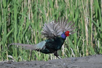 Green Pheasant 富士市浮島ヶ原自然公園付近 Sun, 4/28/2024