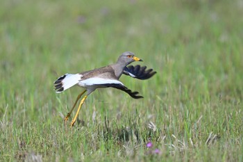 Grey-headed Lapwing 富士市浮島ヶ原自然公園付近 Sun, 4/28/2024