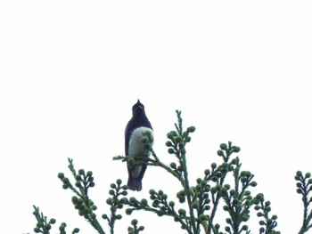 Blue-and-white Flycatcher 日向林道 Mon, 4/29/2024