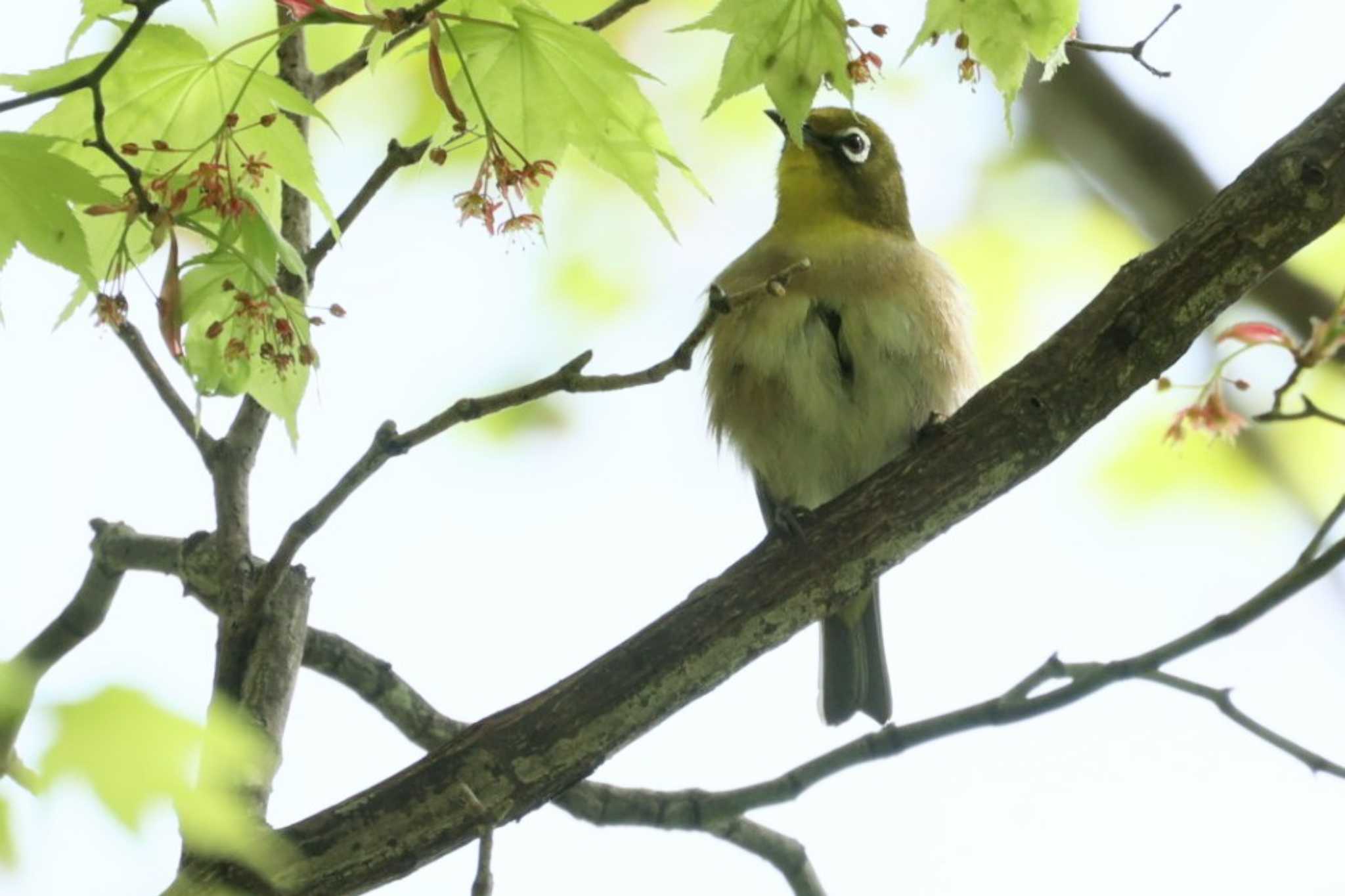 Warbling White-eye