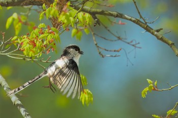 Long-tailed Tit 飯田市 Wed, 4/17/2024