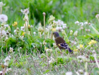 Grey-capped Greenfinch 公園 Tue, 4/30/2024