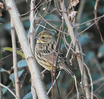 Masked Bunting 三木総合防災公園 Mon, 12/31/2018