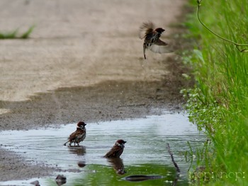 Eurasian Tree Sparrow 公園 Tue, 4/30/2024