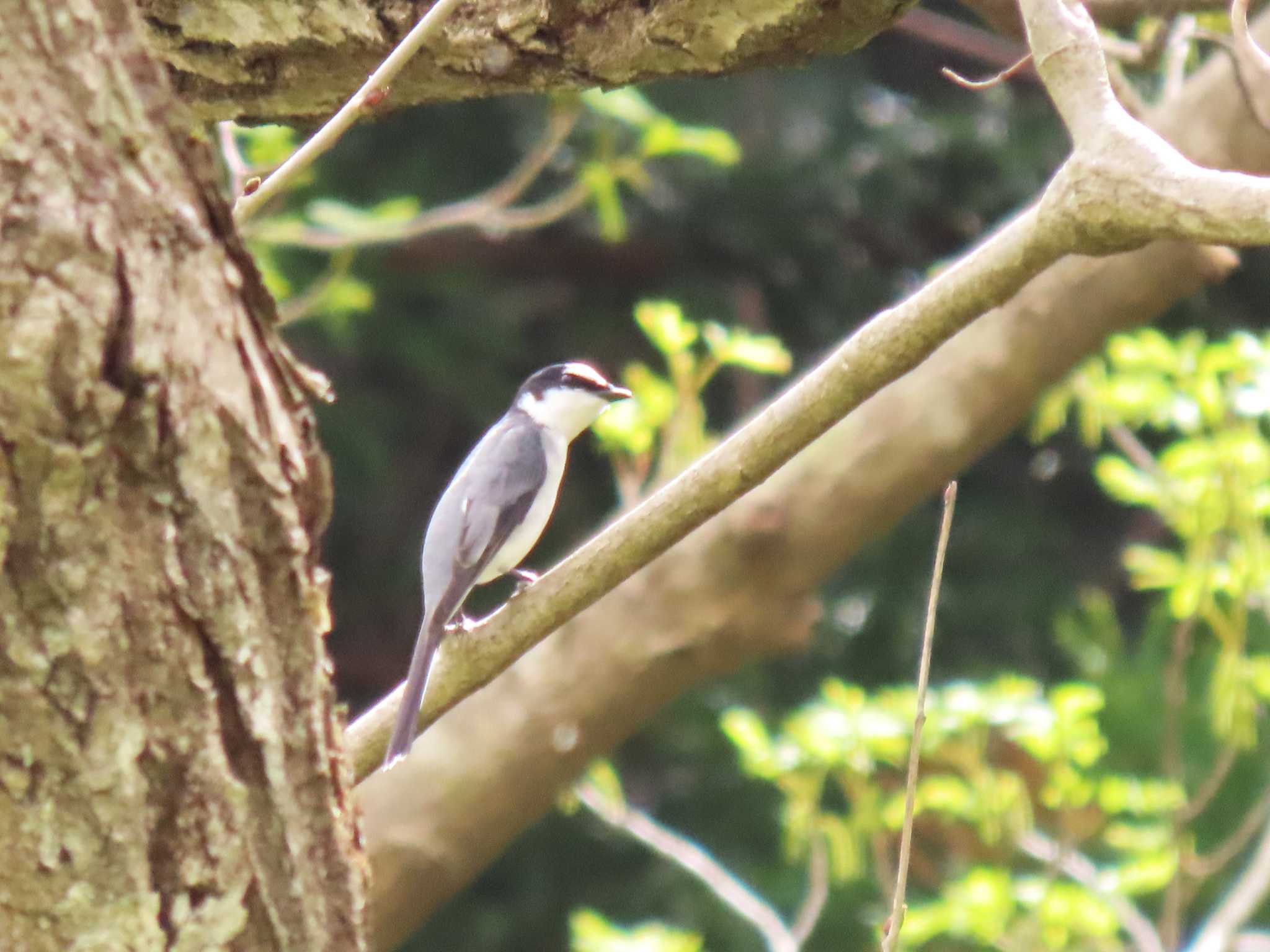 Ashy Minivet