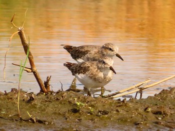 Temminck's Stint Inashiki Sun, 4/28/2024