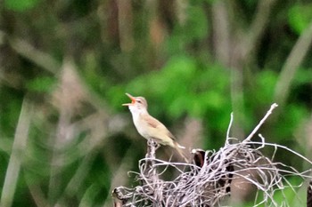 Oriental Reed Warbler 愛媛県 Tue, 4/30/2024