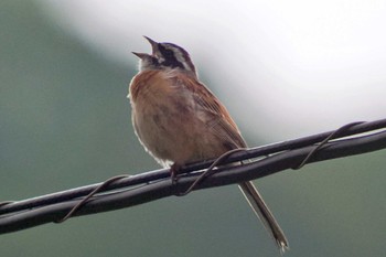 Meadow Bunting 愛媛県 Tue, 4/30/2024