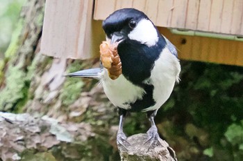 Japanese Tit 愛媛県 Tue, 4/30/2024