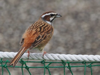 Meadow Bunting 境川遊水地公園 Sat, 4/27/2024