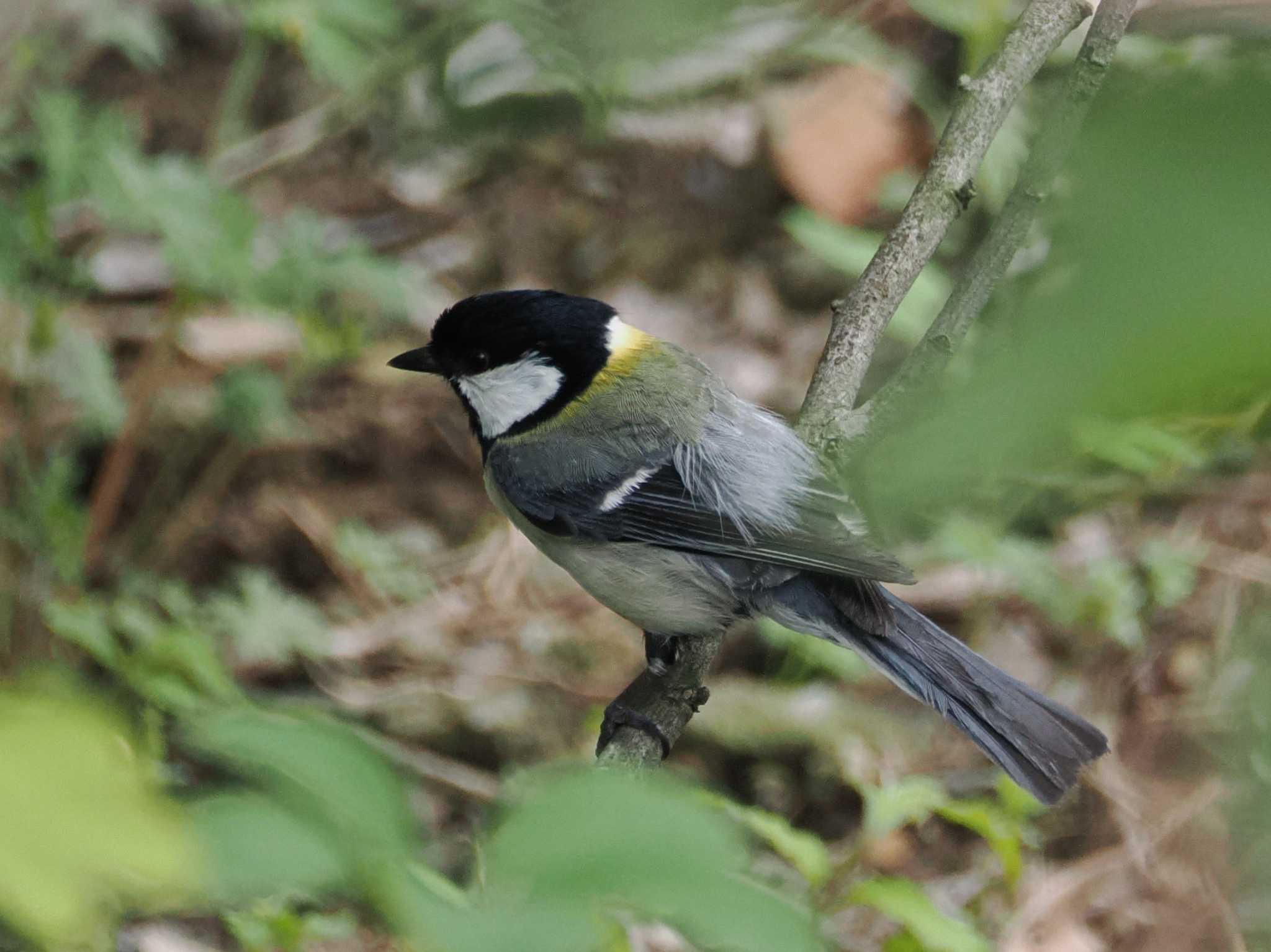 Japanese Tit