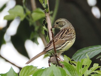 Masked Bunting 境川遊水地公園 Sat, 4/27/2024