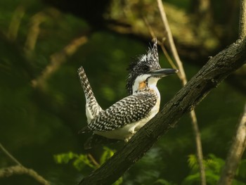 Crested Kingfisher 飯田市 Sun, 6/18/2023