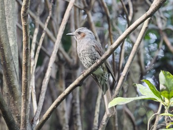 ヒヨドリ 葛西臨海公園 2024年4月11日(木)