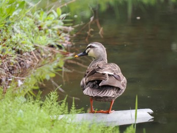 Eastern Spot-billed Duck Kasai Rinkai Park Thu, 4/11/2024