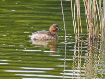 カイツブリ 葛西臨海公園 2024年4月11日(木)