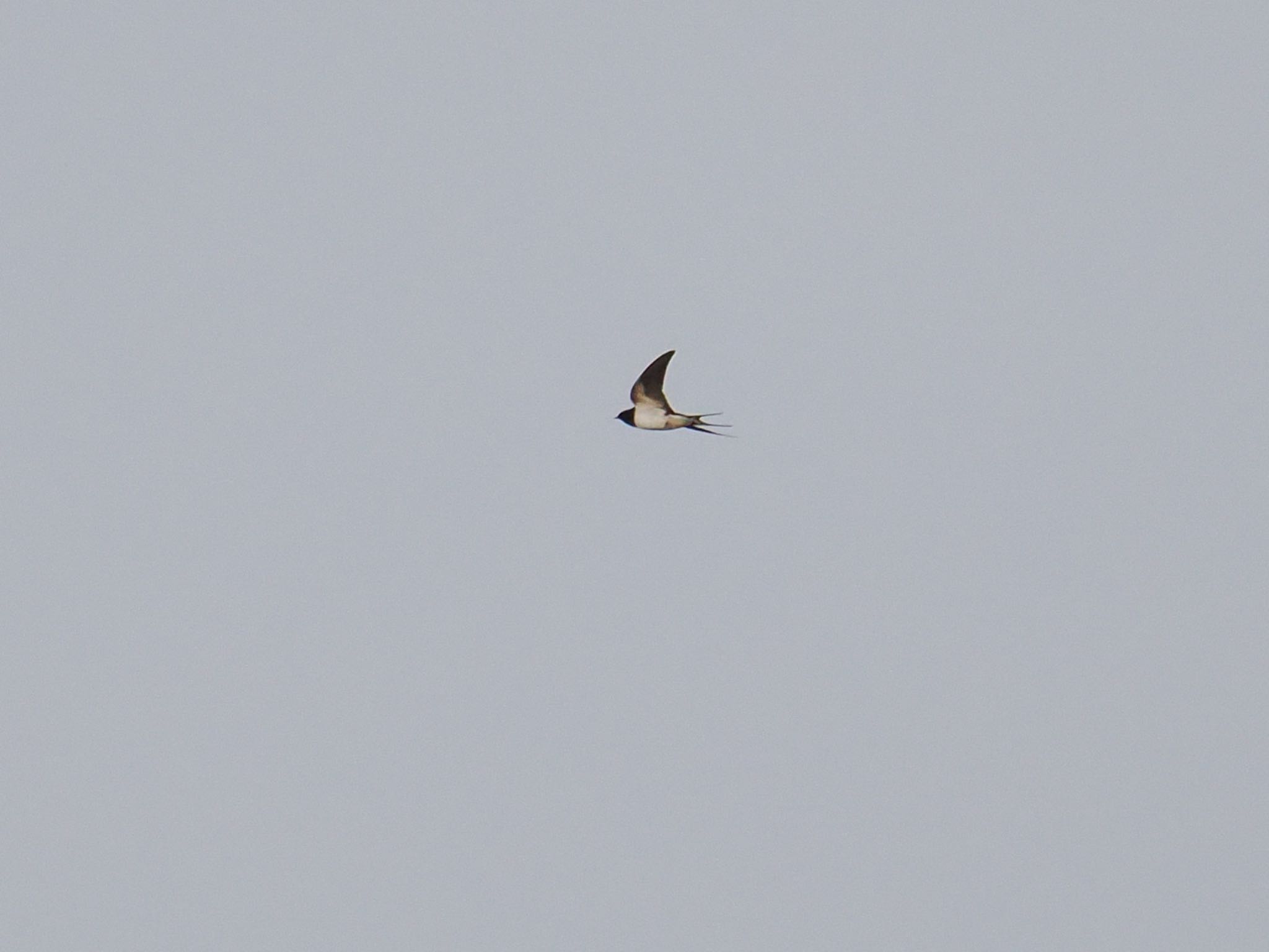 Barn Swallow