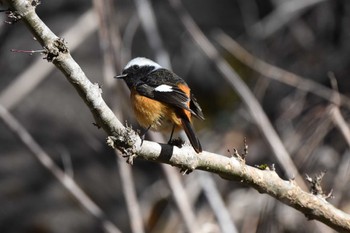 Daurian Redstart Hayatogawa Forest Road Sun, 3/3/2024