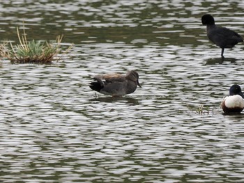 オカヨシガモ 葛西臨海公園 2024年4月11日(木)