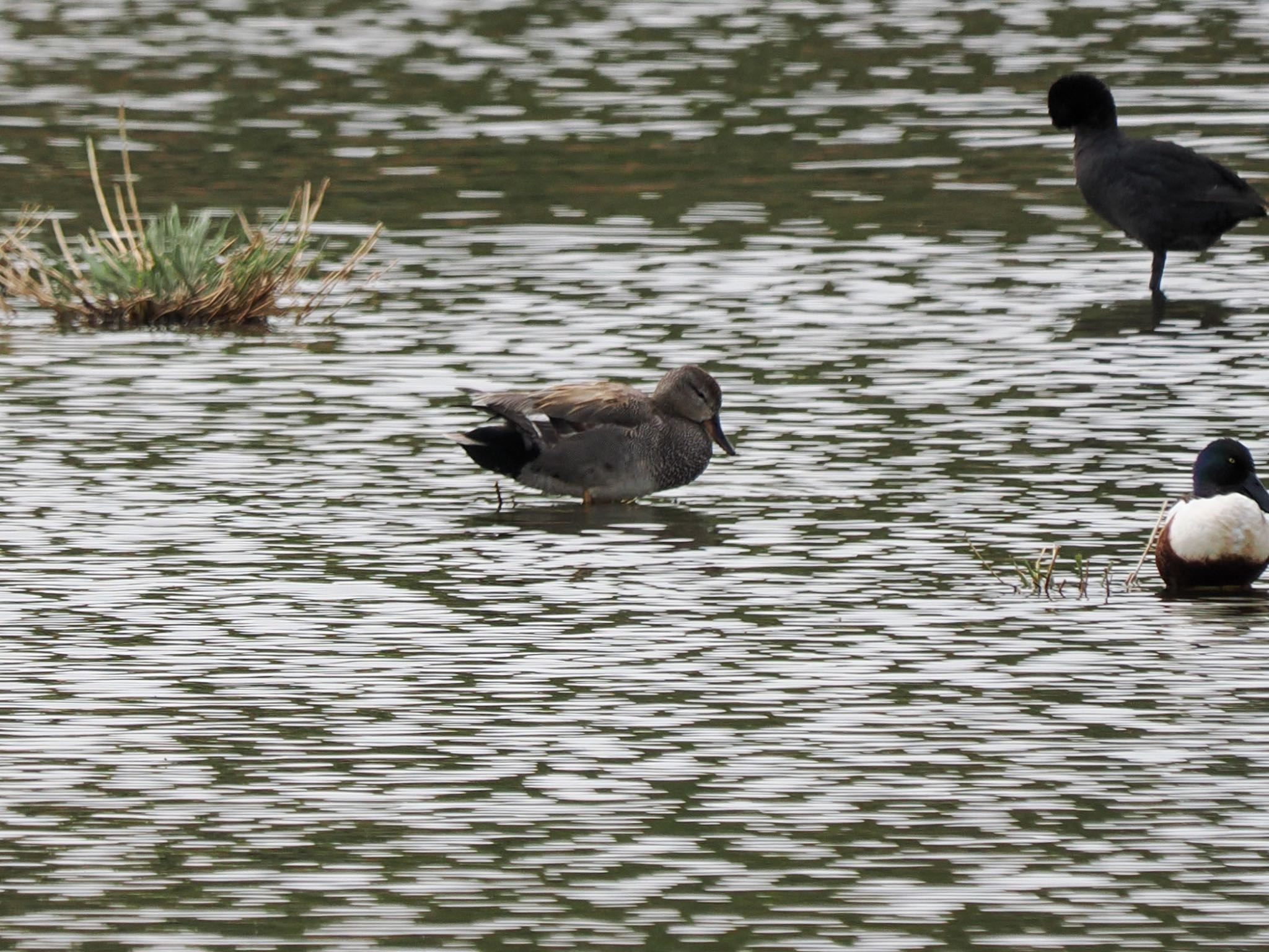 Gadwall