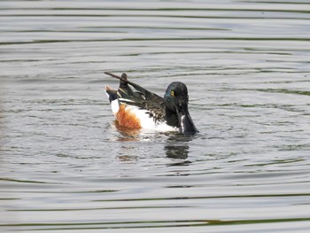 ハシビロガモ 葛西臨海公園 2024年4月11日(木)